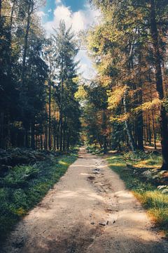 Waldweg Spaziergang im Kirnitzschtal zwischen Felsen und Sandsteinen von Jakob Baranowski - Photography - Video - Photoshop