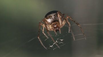 Spider van Maurice Cobben