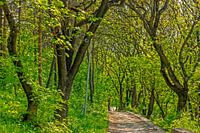 Alley in the park.