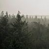 Vue sur la cime des arbres de la Drenthe sur OutDoor Photography