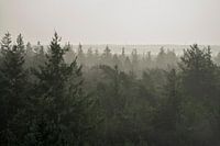 Vue sur la cime des arbres de la Drenthe