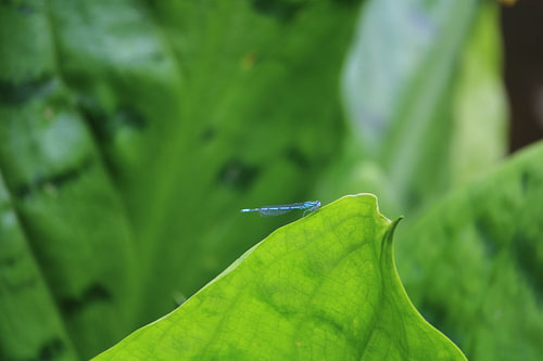 Blaue Wasserjungfer im Grünen