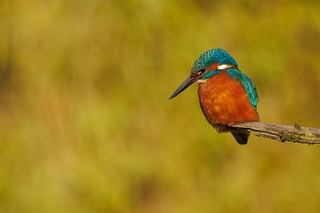 Eisvogel auf einem Ast von Dennis Schaefer