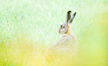 Hare on the Veluwe by Danny Slijfer Natuurfotografie