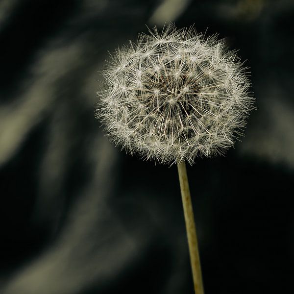 Dandelion by Patrick Mertens aka Pat Probleme