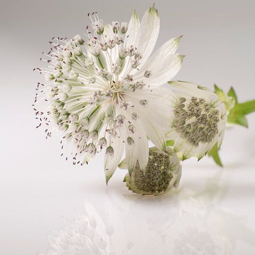 Zeeuws knoopje in zacht basic.