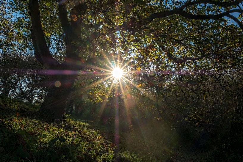 De zon als ster by Moetwil en van Dijk - Fotografie