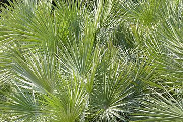 Groene tropische planten van Bianca ter Riet