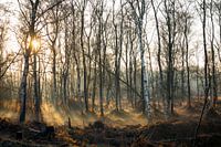 Sunset with fog national park the Groote Peel, Netherlands