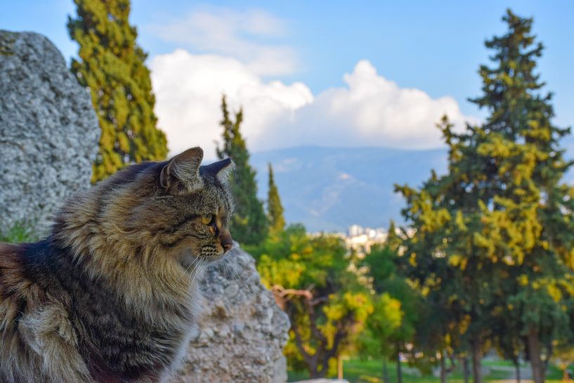 Die Katze im Schatten der Akropolis von Ingrid de Vos - Boom