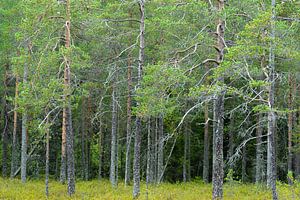 Wald in Finnland von Caroline Piek