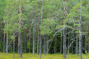 Forêt en Finlande sur Caroline Piek