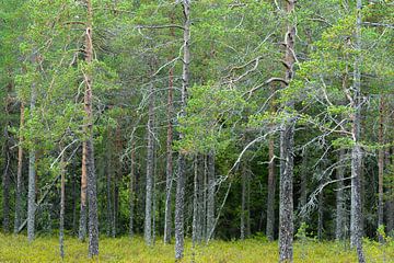 Bos in Finland