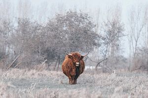 Schotse hooglander 3 van MdeJong Fotografie