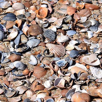 Coquilles sur Huub Westendorp