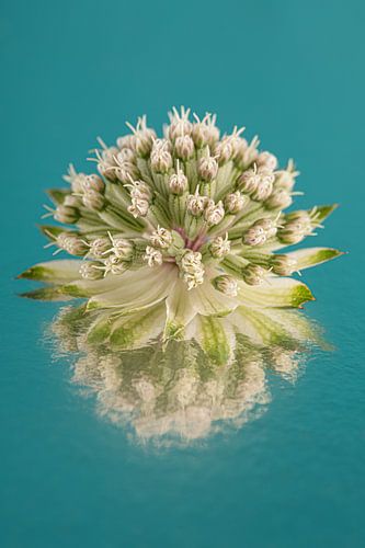 Eenvoudig stilleven in petrol: Weerspiegeling van een Zeeuws knoopje