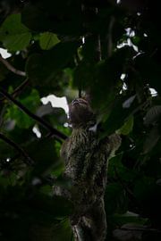Sloth - The symbol of tranquillity in Costa Rica's national parks by Rick Massar