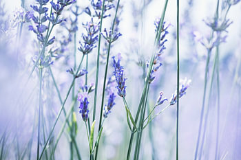 Summer Lavender Breeze