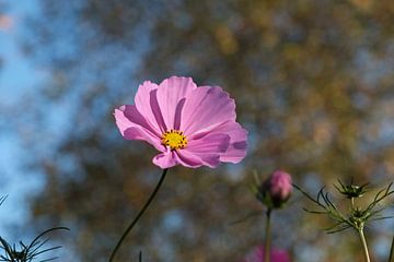 Cosmea flower
