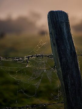 Das Spinnennetz am Weidezaun in Bünde van Momentaufnahme | Marius Ahlers