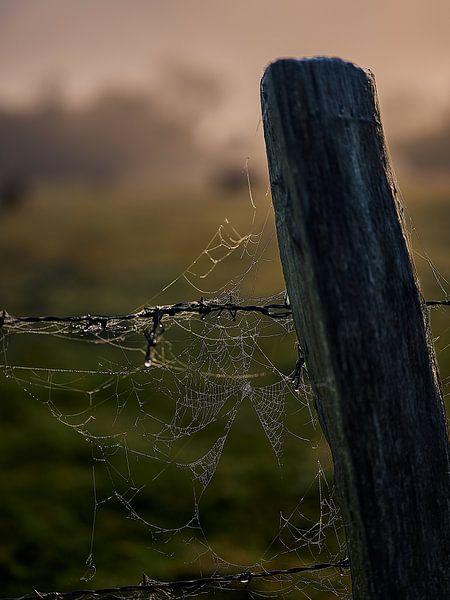 Das Spinnennetz am Weidezaun in Bünde van Momentaufnahme | Marius Ahlers