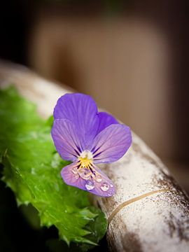 Dauwdruppels op paars viooltje van Alleydam