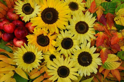 De herfstoogst in de tuin