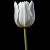 Witte tulp van Hilde Remerie Photography and digital art