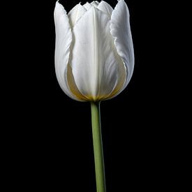 Tulipe blanche sur H.Remerie Photographie et art numérique