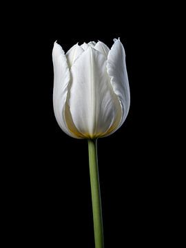 Witte tulp