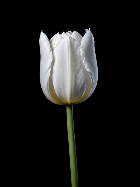 White tulip by Hilde Remerie Photography and digital art