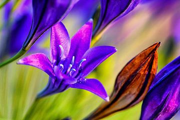 Blume von Rob Boon