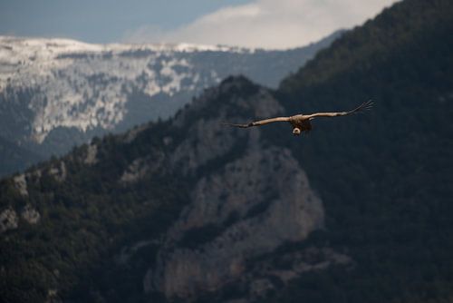 Vale gier by Erik van Velden