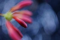  out of focus
