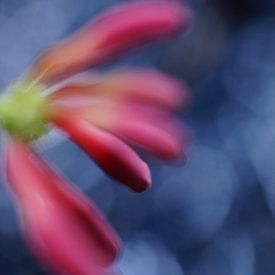  flou artistique sur Sonja Bohte