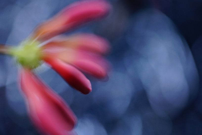 out of focus by Sonja Bohte