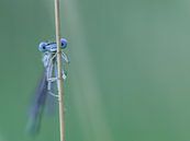 Happy juffer van Karin van Rooijen Fotografie thumbnail
