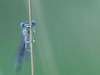 Happy damselfly