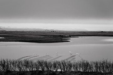 IJslandse zwanen in zwart-wit van RUUDC Fotografie