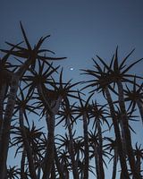 Nacht in Quiver Tree Forest