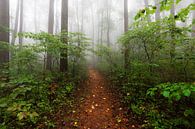 BosSleep Smoky Mountains, Nature Magick  van PI Creative Art thumbnail