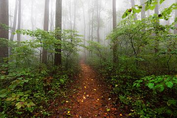 Forest Trail Smoky Mountains, Nature Magick  von PI Creative Art