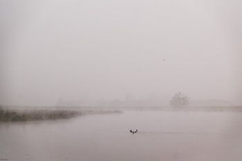 Vroege, mistige ochtend in de Hemelrijkse Waard bij Lithoijen