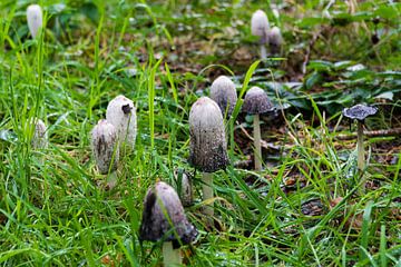 Coprinus comatus in a field, different growth stages by Jan Van Bizar