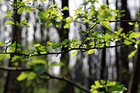 Bos in de lente