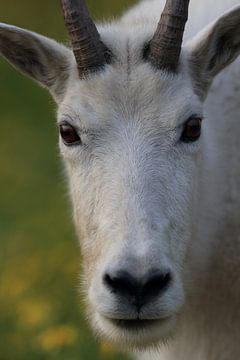 Snow goat (Oreamnos americanus), Glacier National Park, Montana, Rocky Mountains by Frank Fichtmüller