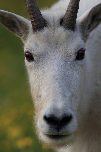 Sneeuwgeit (Oreamnos americanus), Glacier National Park, Montana, Rocky Mountains