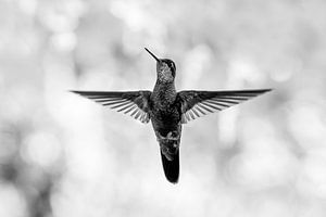 Colibri en vol figé dans un silence noir et blanc