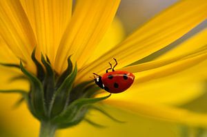Coccinelle