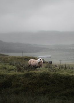 Schafe in Schottland VI von fromkevin